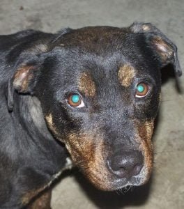 Tyler is an adopted dog.