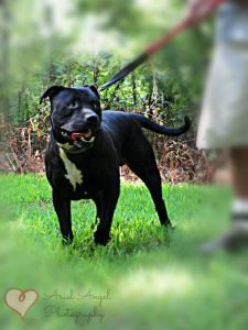 Help at meet and greet dog day